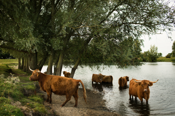Hooglanders